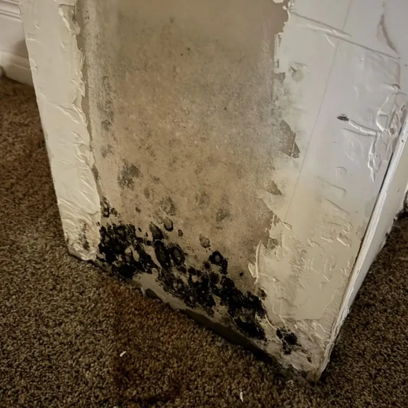 Professional Mold Removal in Bunnell, FL